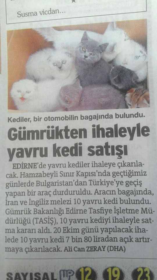 Haytap Petshop Trafiğine Dikkat Çekmek İçin Gümrükte Kedi İhalesine Girdi