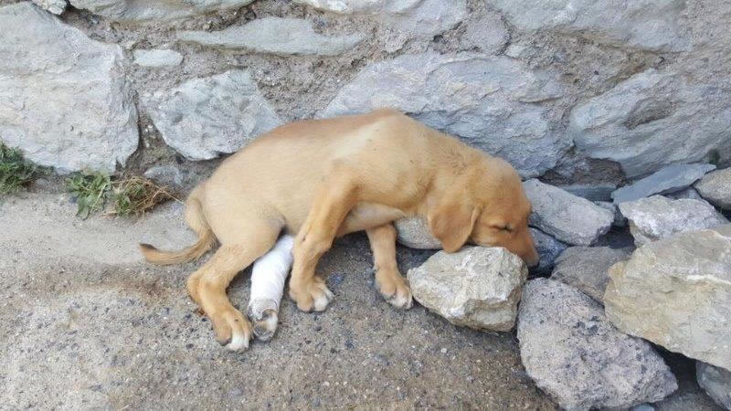 Hakkari’de bacakları kırılan köpek, İsviçre’de yuva buldu