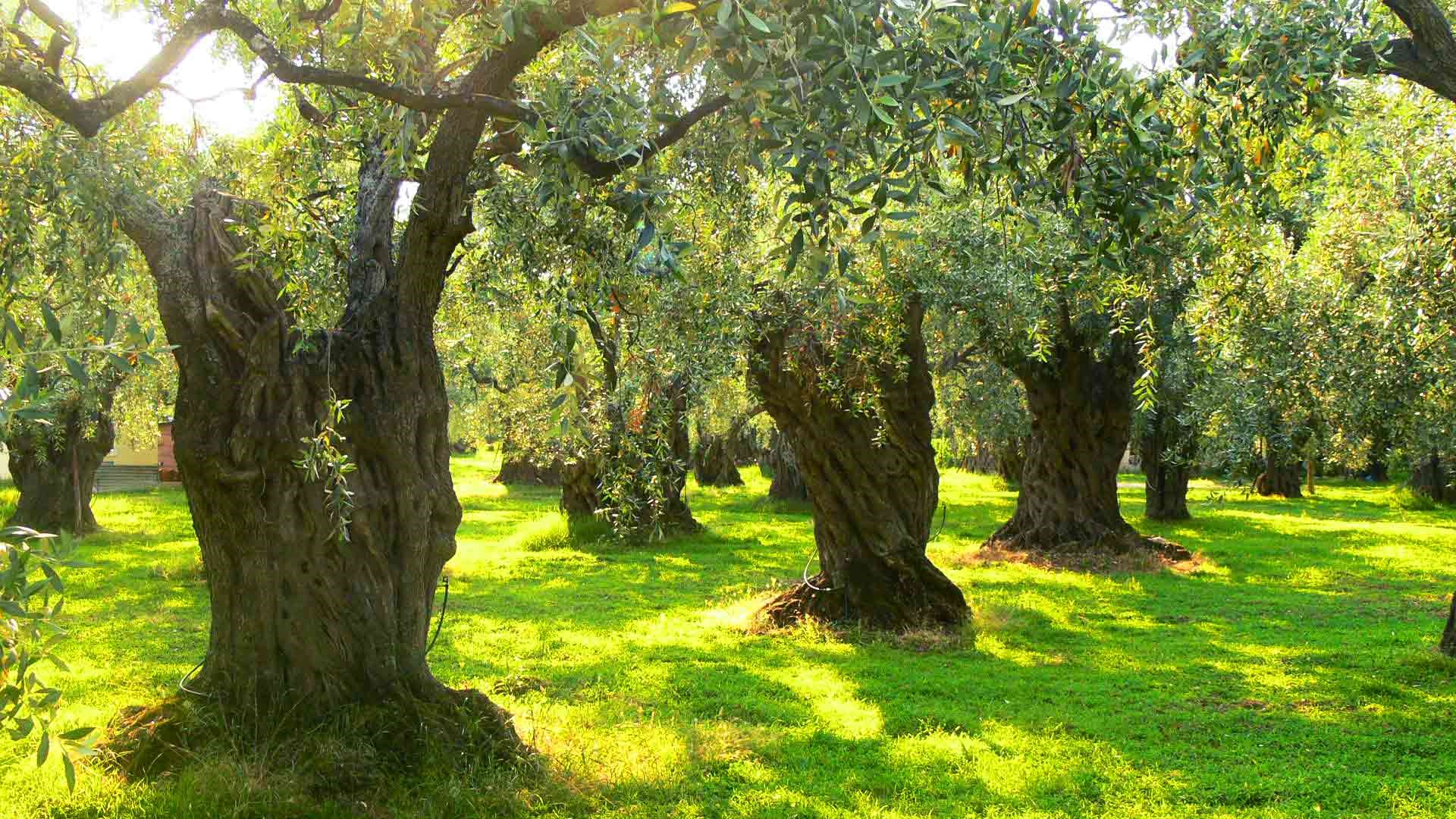 Haytap Zeytinliklerin Madenciliğe Açılmasının İptali ile İlgili Danıştay’da Dava Açtı