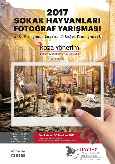 Haytap 2017 Sokak Hayvanları Fotoğraf Yarışması