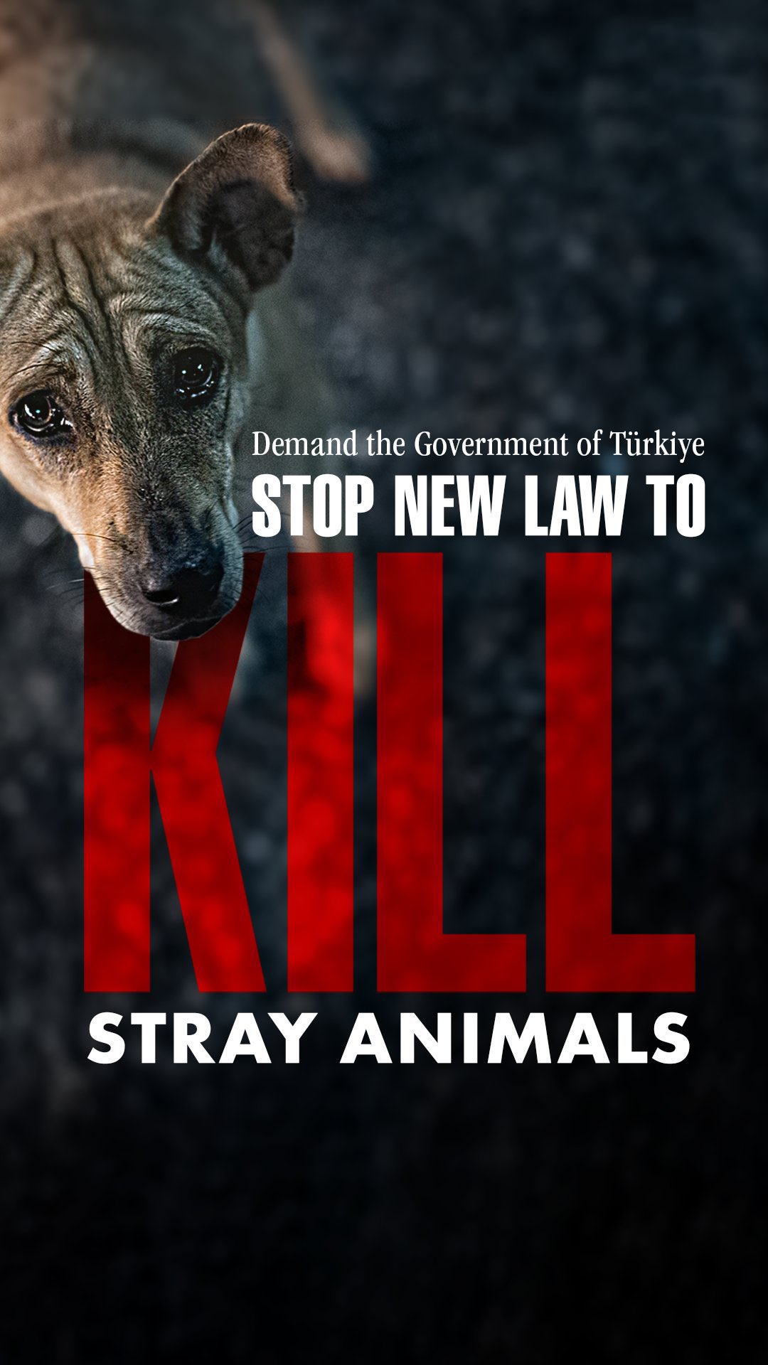 Stop New Law to Kill Stray Animals of Turkey