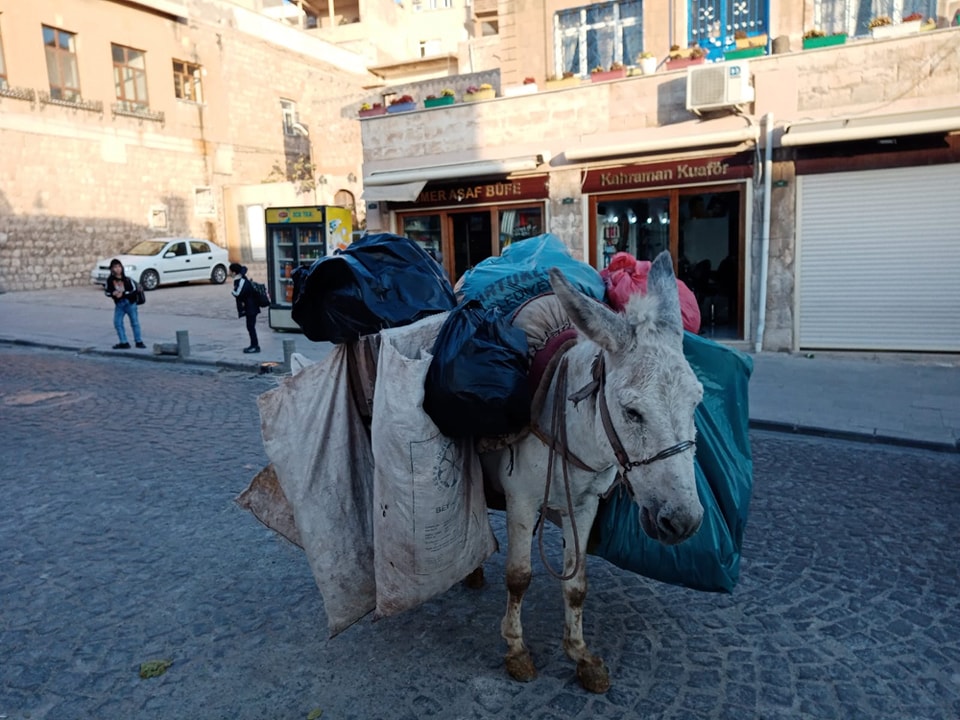 Mardin’in Çöpçü Eşeklerini Kurtarma Projemiz