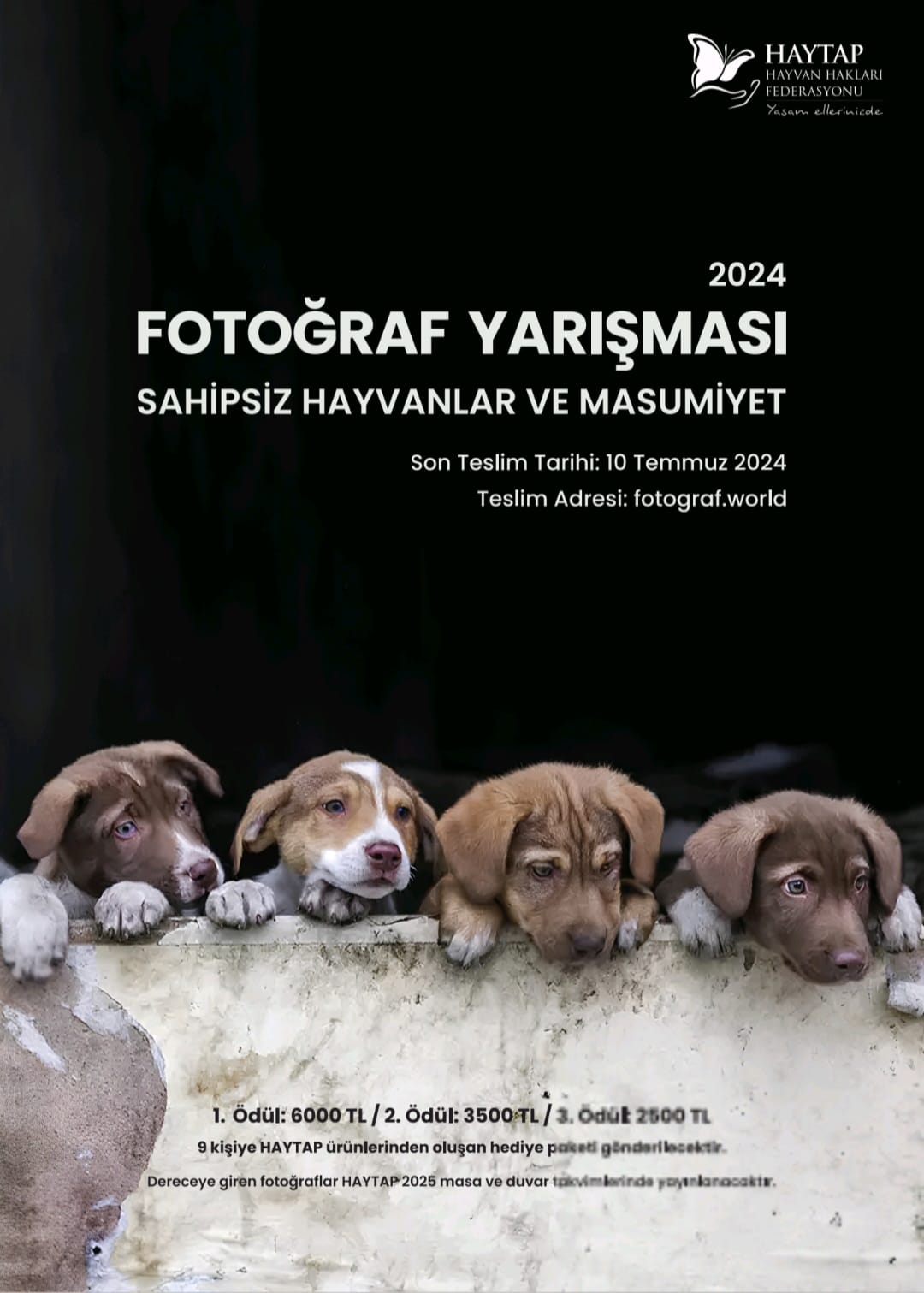 Haytap 2024 “SAHİPSİZ HAYVANLAR VE MASUMİYET” Fotoğraf Yarışması