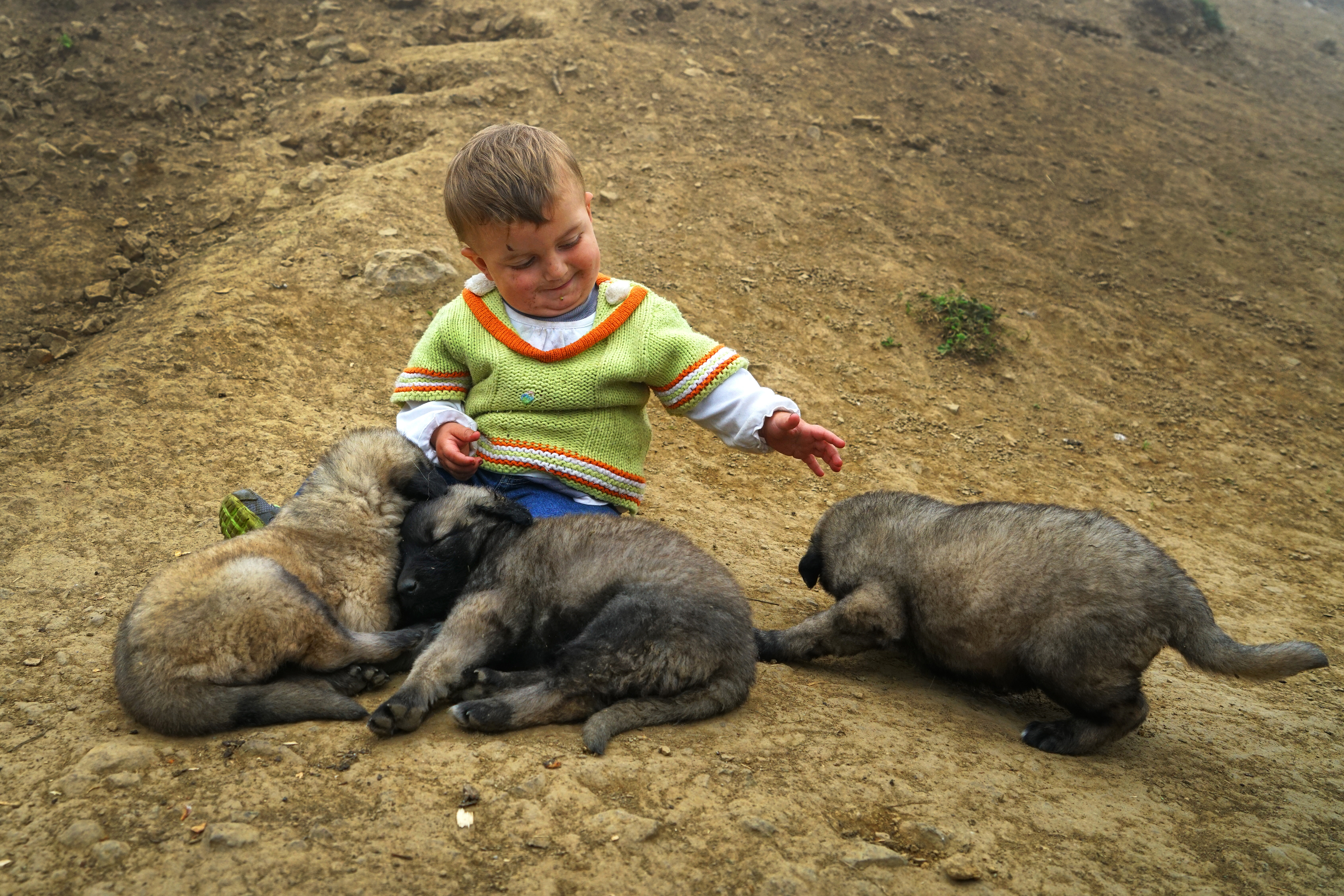 Köpek Durup Dururken Saldırmaz!