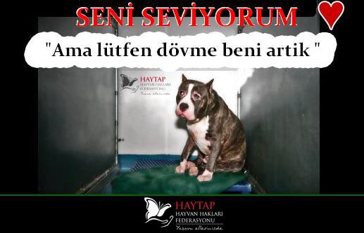 HAYVANSEVER KENDİ HAYVANINA EZİYET EDERSE