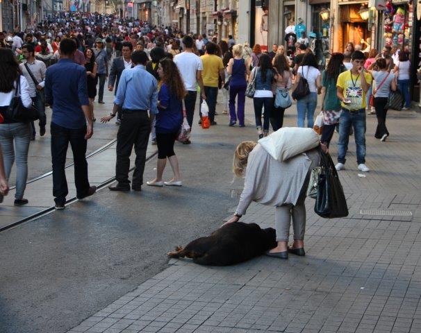 Ya Hayvanlar Isırırsa Ne Yapacağız ?  - Tv Programları