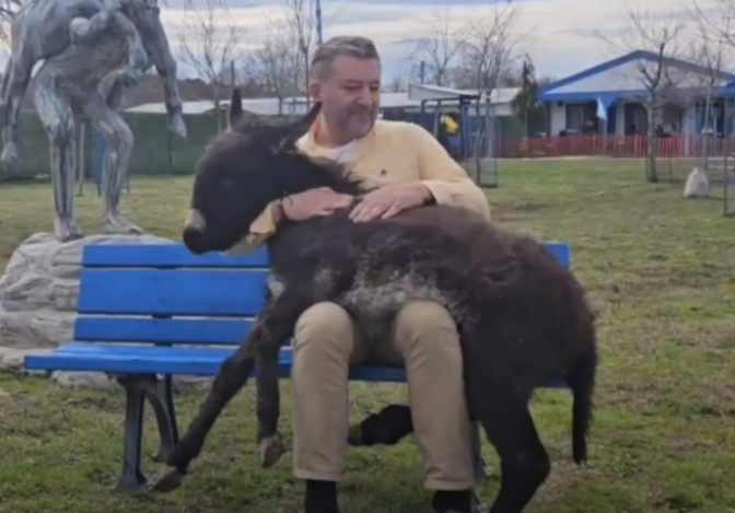 A baby donkey . An Emotional Story from our Haytap Retirement Animals Sanctuary