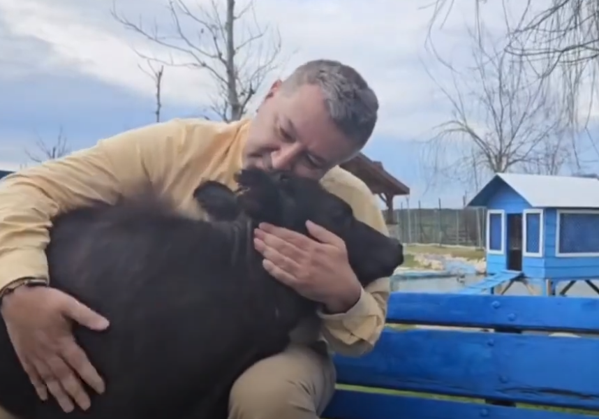 A baby burnt calf . A rescued story from our Haytap Retirement Animals Sanctuary in Bursa / Turkey