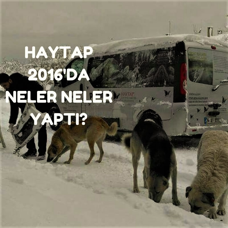 Haytap 2016 Yılında Neler Yaptı?