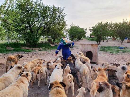 STRAY DOG POPULATION CONTROL: Trap Neuter Return