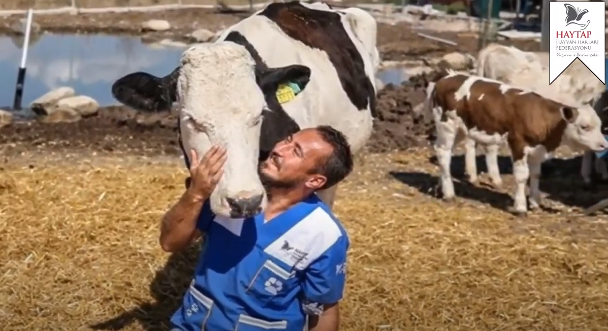 Retired Farm Animals Sanctuary of Haytap in Bursa Turkey