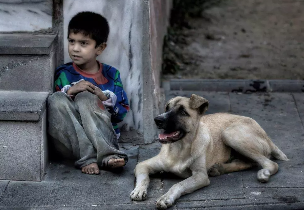 ’’ Sokak Köpekleri ve Çocuk’’ Temalı Fotoğraf Yarışmamız