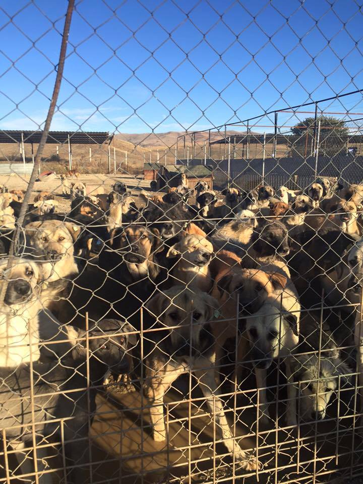 Dog Sancturies and Problems of Strays in Turkey , Haytap Presıdent explains