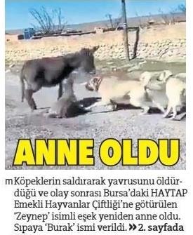 Haymana’daki Şiddetten Kurtardığımız, Yavrusunu Kaybeden Anne Eşek Tekrar Anne Oldu