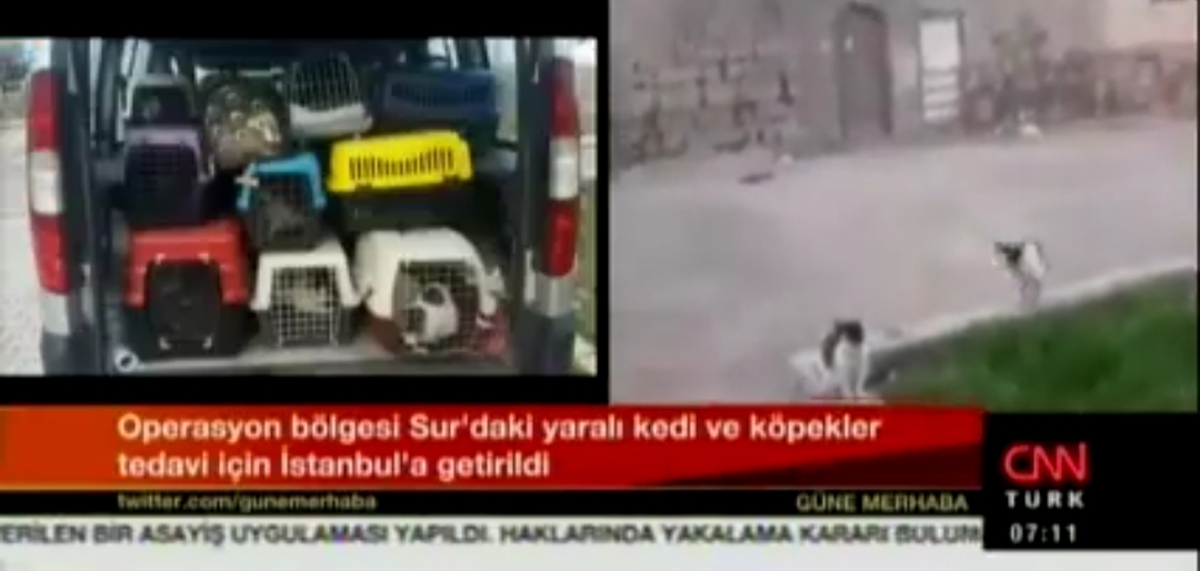 HAYTAP Diyarbakır Sur bölgesindeki hayvanlara yardım eli uzatıyor