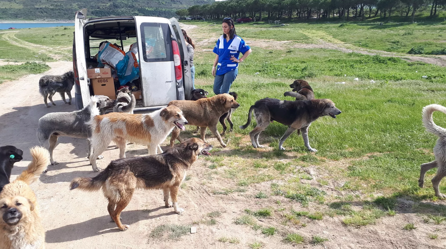 Sokakta Beslediğim Hayvanın Verdiği Zarardan Sorumlu Muyum?