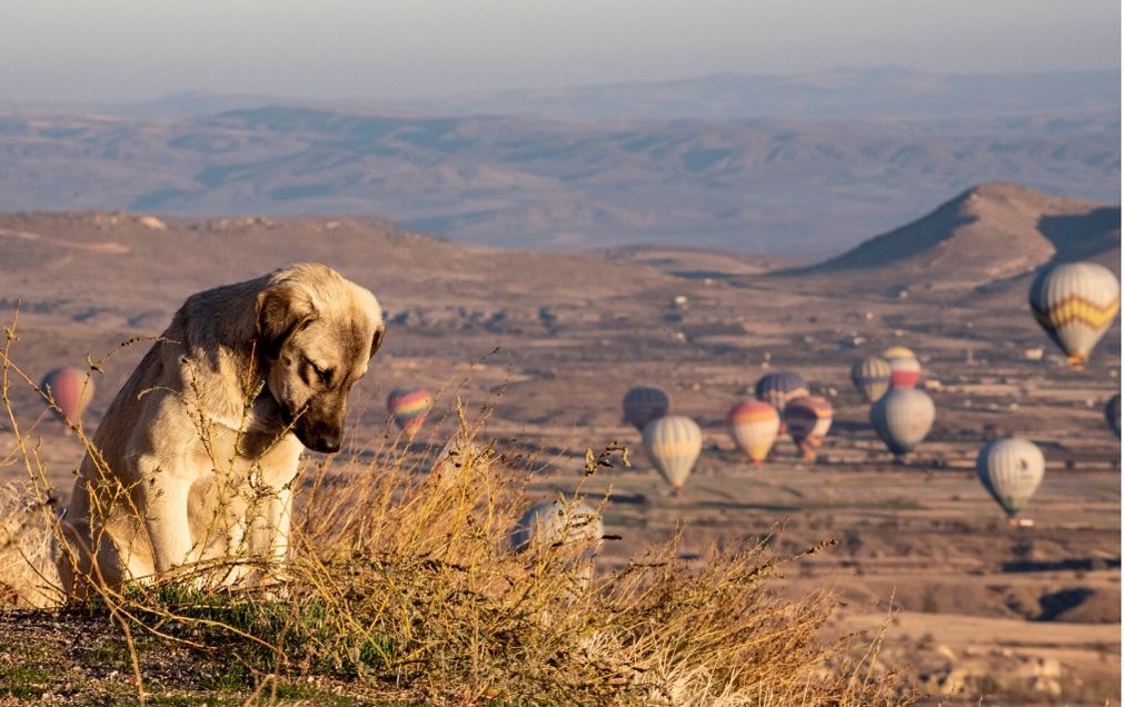 Haytap’ın 2021 Temmuz Ayında Sunulan Yasa Teklifine Karşı, Karşılaştırmalı İtirazları