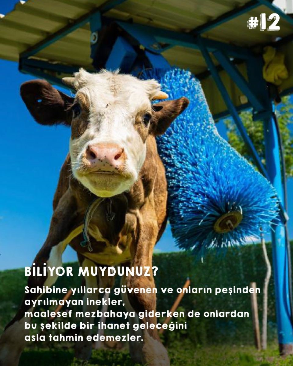 Acısız Kesim & Etsiz Pazartesi & Vejetaryen/Vegan Olmak Kampanyalarını Eş Zamanlı Yürütmek Çelişki Değil mi?