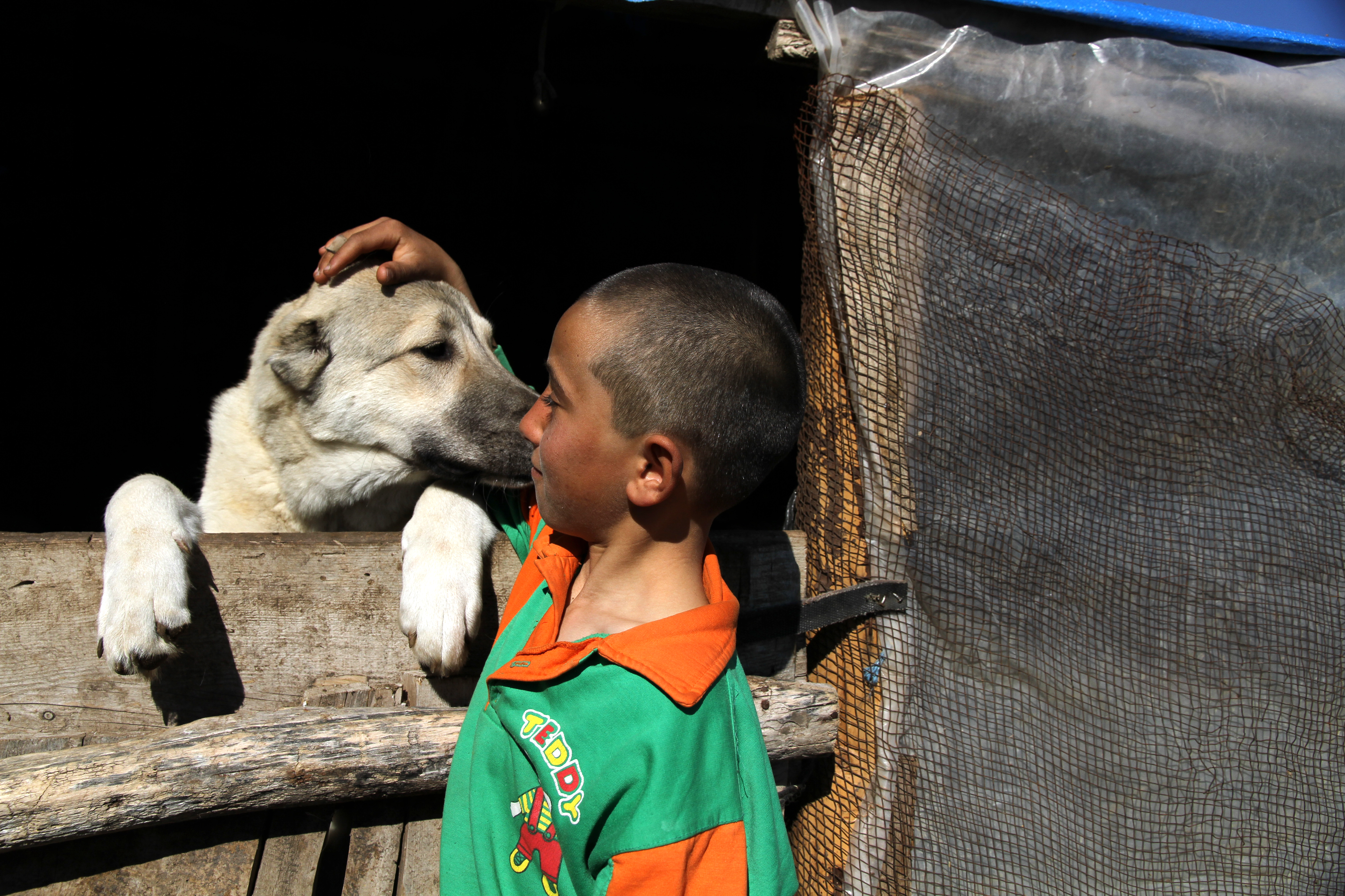 Turkey’s Stray Dog ‘Massacre Law’ Has Divided Its Country