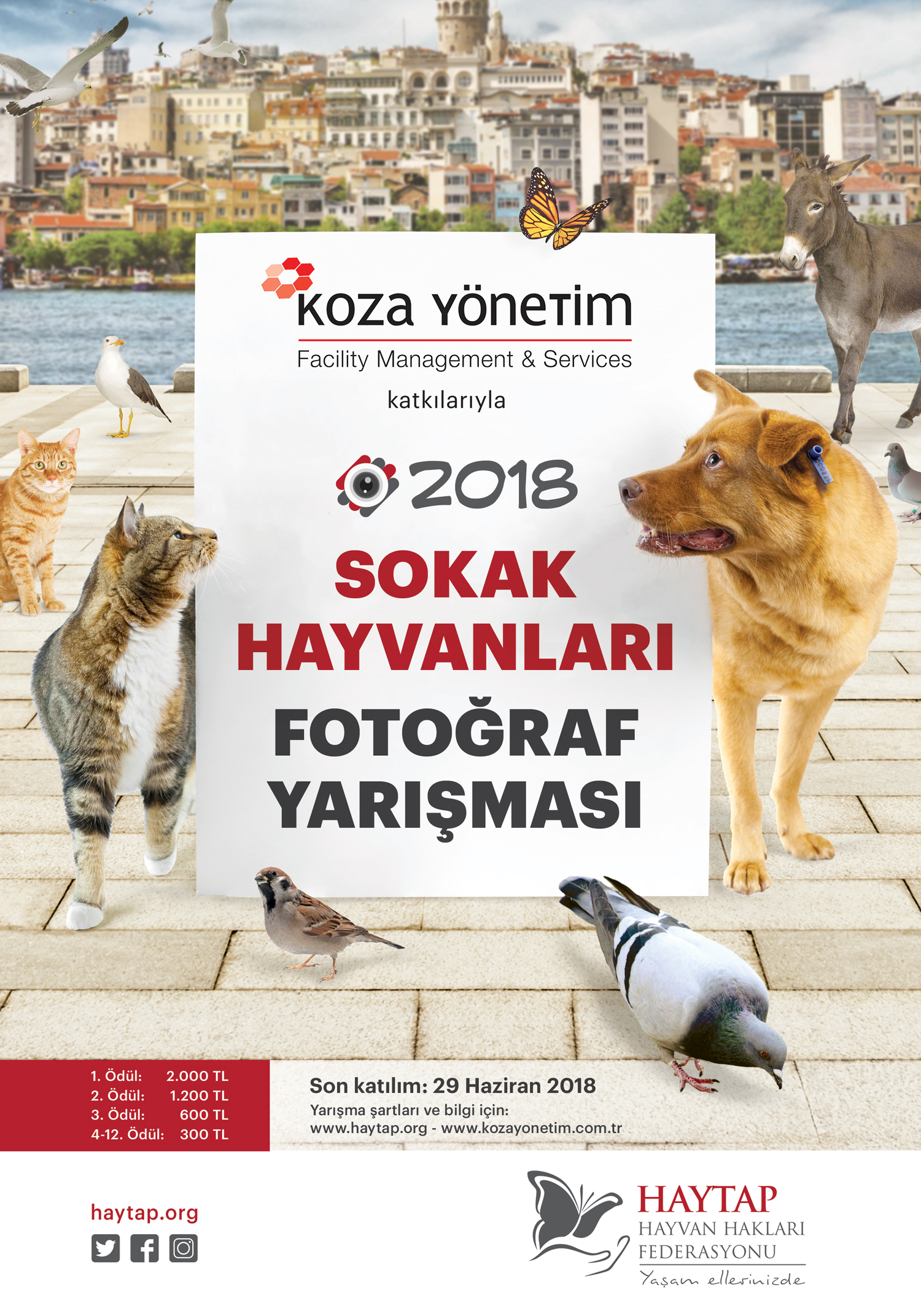 Haytap 2018 Sokak Hayvanları Fotoğraf Yarışması