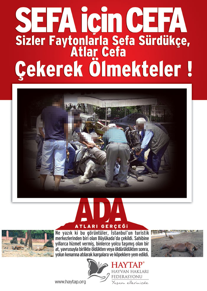 Ada Atları Gerçeği