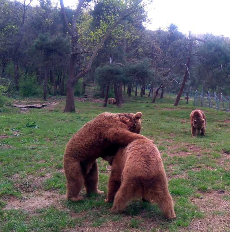 Bir Can Daha HAYTAP Sayesinde Hapis Hayatından Özgürlüğe Adım Attı ! Maraş