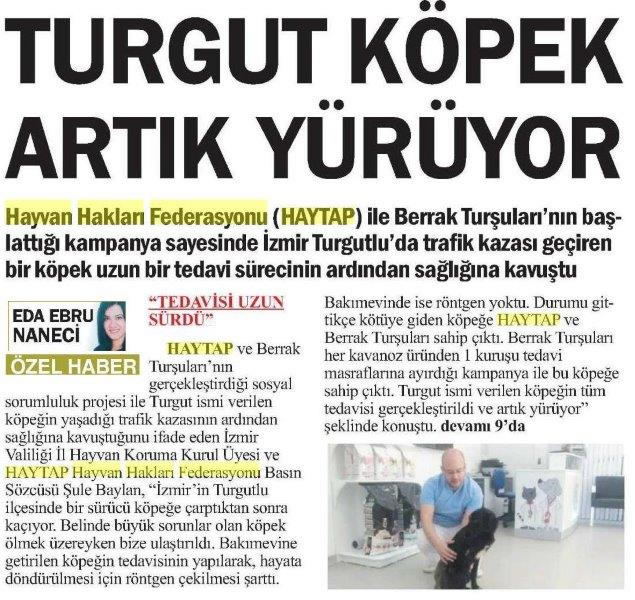 Haytap ve Berrak Turşularının Başlattığı Kampanya Sayesinde Turgut Köpek Yürüyebiliyor