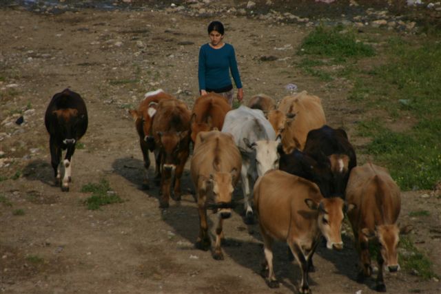  Haytap 3. Temsilciler Toplantımız - BİTLİS’te Gururun Göz Yaşları 