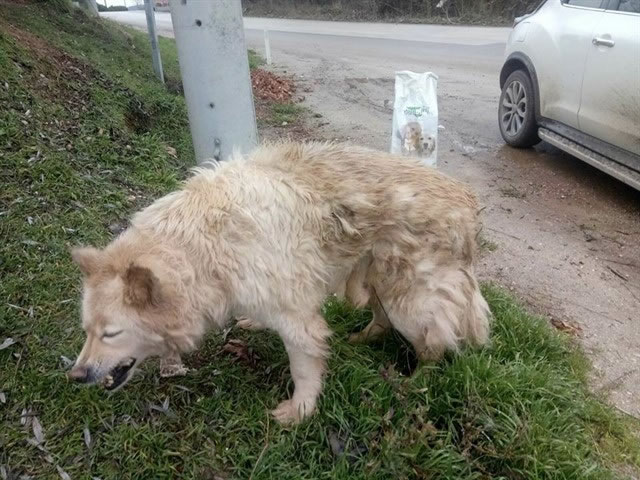 Bursa’da arka ayakları tutmaz halde bulundu...