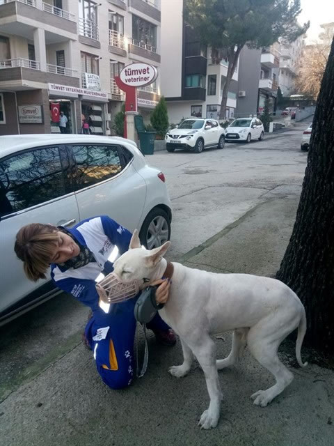 Bursa’da arka ayakları tutmaz halde bulundu...