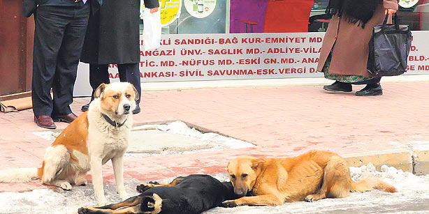 Haytap Activists Count Down to Criminalization of Animal Cruelty