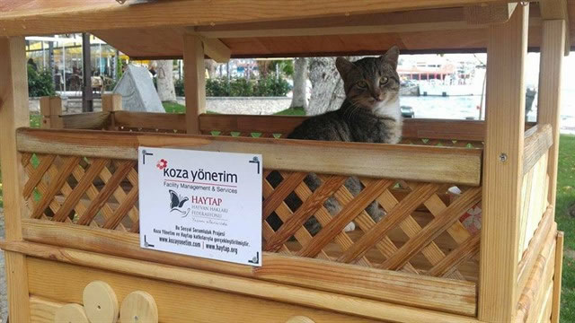 2016 HAYTAP Takvimleri Yardımı Erdek’de Kedi Evi Oldu