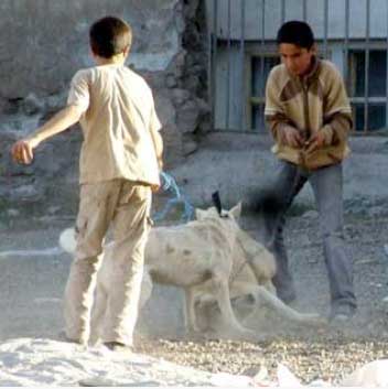 Köpek Dövüşleri Yayınlarının Yasaklanması İstemimiz