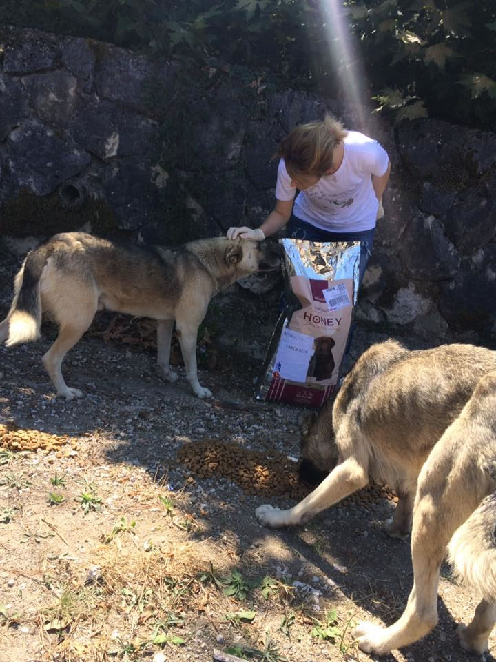 Haytap ve Petlebi İşbirliği ile Bursa’daki Canlara Ulaşan Mama Bağışları