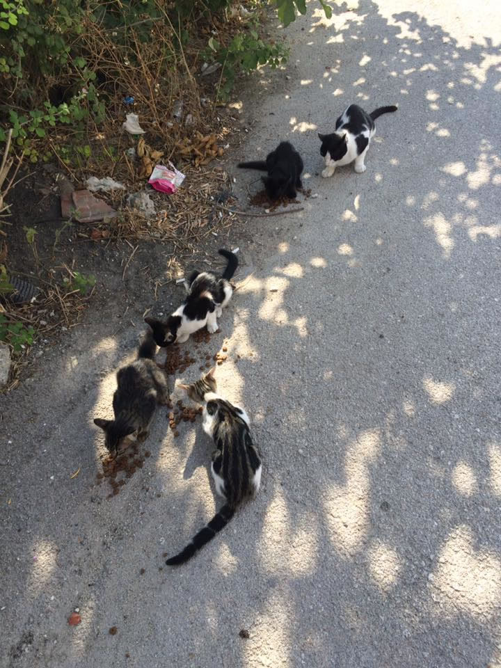 Haytap ve Petlebi İşbirliği ile Bursa’daki Canlara Ulaşan Mama Bağışları