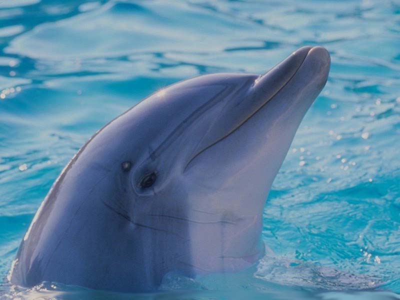 Öger Tour Dolphinarium Turlarını İptal Etti !