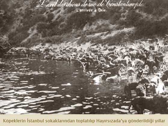 Osmanlıda Hayvan Hakları