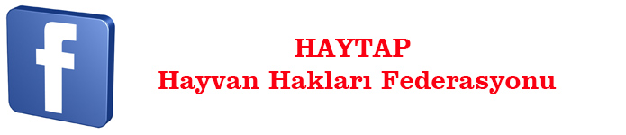 Haytap 2013 Yılında Neler Yaptı?