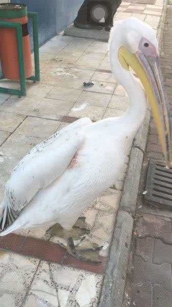 Zonguldak  Özel Hayvanat Bahçesinin Kapatılması İstemimiz