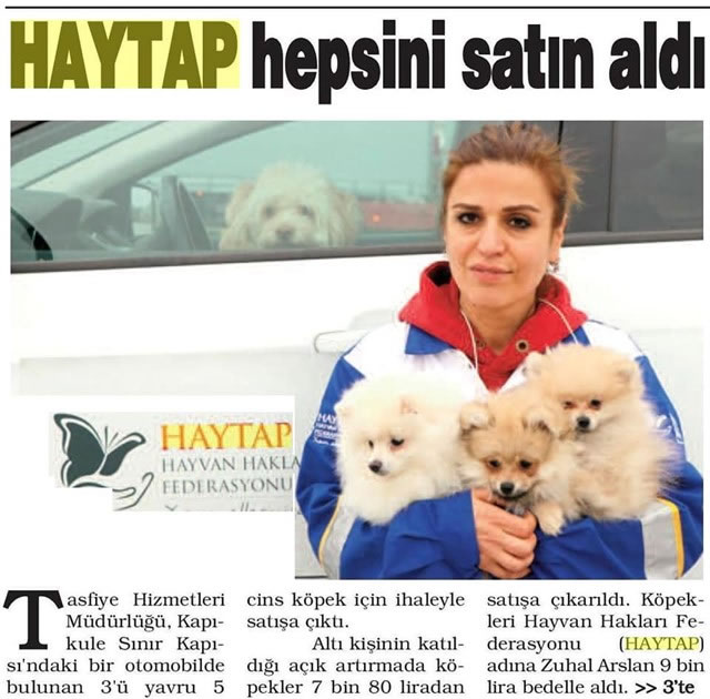 Haytap Köpekleri Petshopçulardan Kurtarmak İçin Yine İhaledeydi