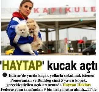 Haytap Köpekleri Petshopçulardan Kurtarmak İçin Yine İhaledeydi