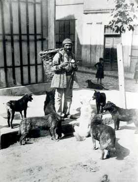 Sokaklarında Köpeklerin Olmadığı Bir İstanbul’u Düşünemiyorum