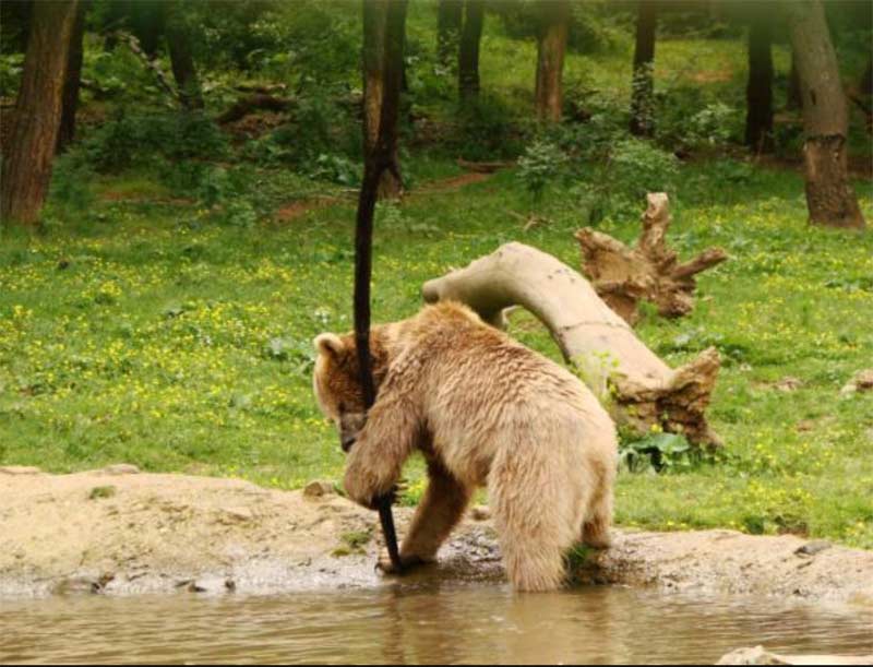 HAYTAP’tan Karacabey Ovakorusu Ayı Barınağına Gıda Desteği !