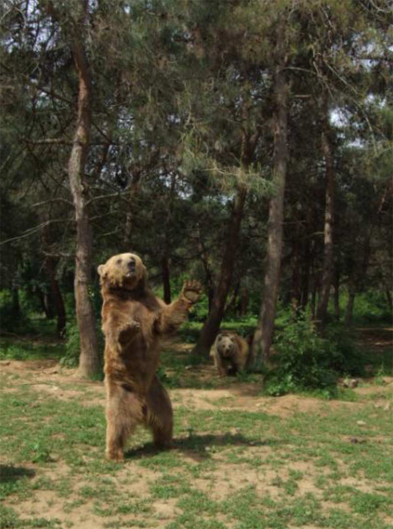 HAYTAP’tan Karacabey Ovakorusu Ayı Barınağına Gıda Desteği !