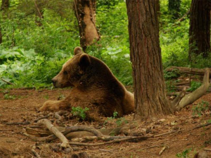 HAYTAP’tan Karacabey Ovakorusu Ayı Barınağına Gıda Desteği !