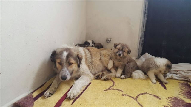 Van’da Kurşunlanan Köpeği Haytap Kurtardı 