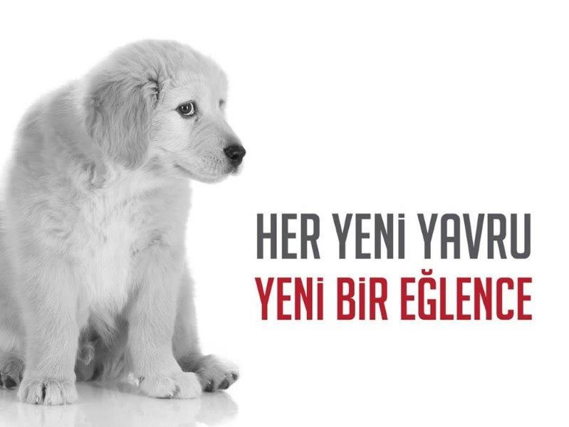 HER YENİ YAVRU YENİ BİR EĞLENCE