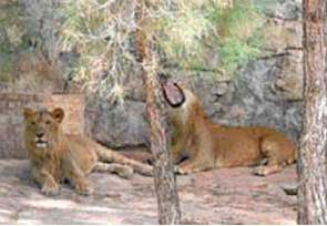 Mafyanın  özel mülkünde Aslan beslemesi engellendi