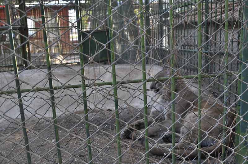 Maraş’ta Benzinlikte Tutulan Hayvanların Nakli İstemi