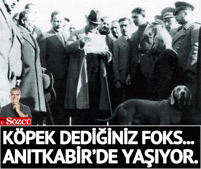 Meclise köpek giremez filan... Yılmaz Özdil